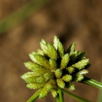 <i>Fimbristylis argentea</i>  (Rottb.) Vahl